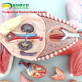 A29 (12010) Plastic Medical Education Animal Modelo anatómico de Cat 12010